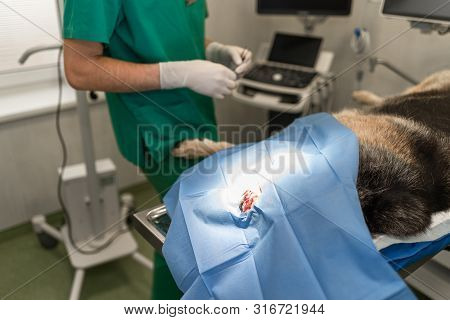 Dog In The Animal Hospital. Veterinarian During Surgery Of The