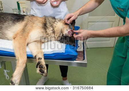 Large Dog Under Anesthesia In Veterinarian Clinic