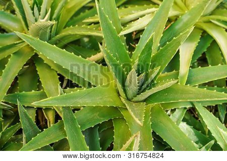 Close Up Detail, Thick Agave Succulent Leaves With Small Sharp Thorns On Edges - Abstract Tropical B
