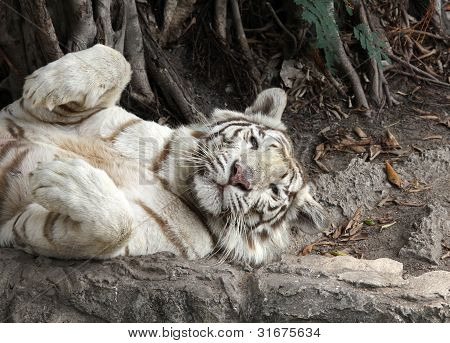 Close up the white tiger cute sleeping