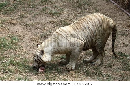 The white tiger eating meat in zoo