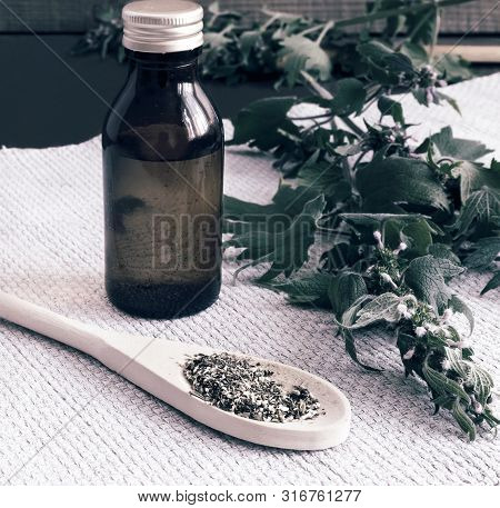 Motherwort - A Medicinal Plant With A Calming Effect