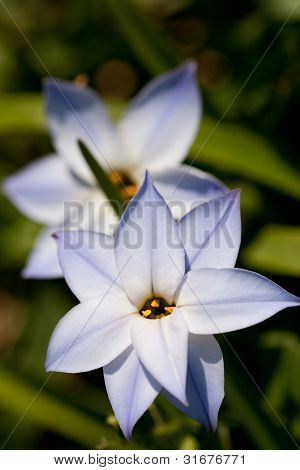 Flower Spring Starflower