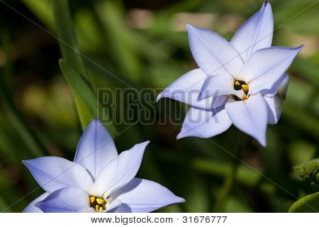 Flower Spring Starflower