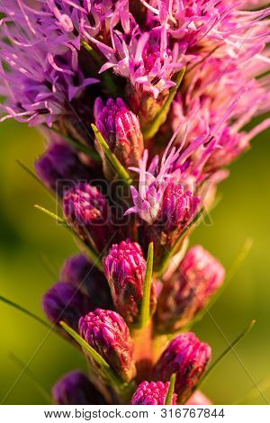 Pretty Flowering Purple Liatris In A Garden. Blooming Purple Liatris Flowers In A Garden. Macro Phot