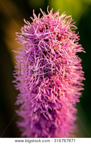 Pretty Flowering Purple Liatris In A Garden. Blooming Purple Liatris Flowers In A Garden. Macro Phot