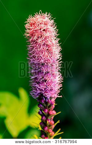 Pretty Flowering Purple Liatris In A Garden. Blooming Purple Liatris Flowers In A Garden. Macro Phot