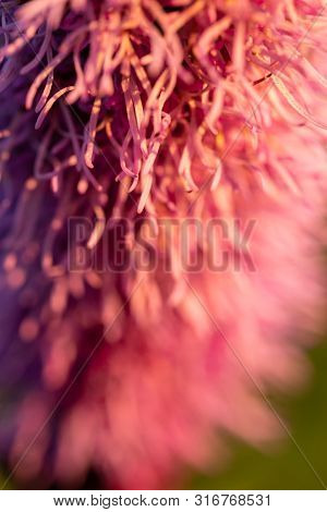 Pretty Flowering Purple Liatris In A Garden. Blooming Purple Liatris Flowers In A Garden. Macro Phot