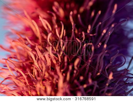 Pretty Flowering Purple Liatris In A Garden. Blooming Purple Liatris Flowers In A Garden. Macro Phot