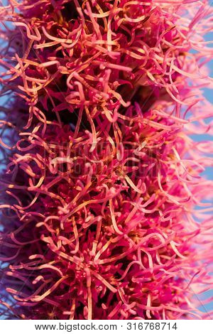 Pretty Flowering Purple Liatris In A Garden. Blooming Purple Liatris Flowers In A Garden. Macro Phot