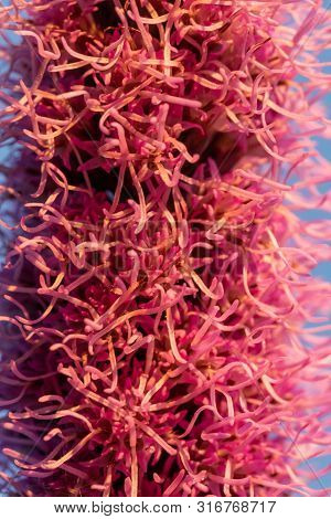 Pretty Flowering Purple Liatris In A Garden. Blooming Purple Liatris Flowers In A Garden. Macro Phot