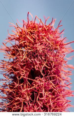 Pretty Flowering Purple Liatris In A Garden. Blooming Purple Liatris Flowers In A Garden. Macro Phot