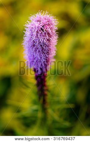 Pretty Flowering Purple Liatris In A Garden. Blooming Purple Liatris Flowers In A Garden. Macro Phot