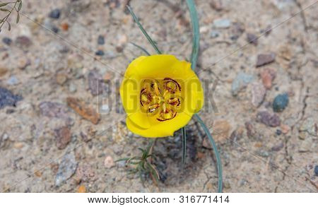 Desert Yellow Color Flower On Arid Land, Arizona Us. Canyon De Chelly.