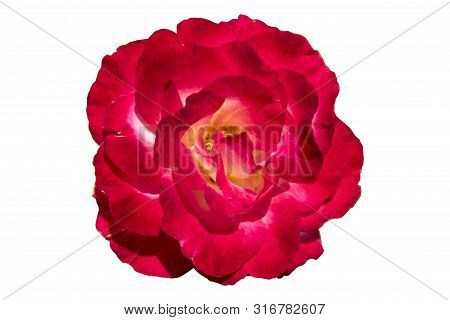 'rosa Gallica Maxima' Rose Red Flower Isolated On White