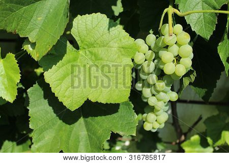 Grapes In The Garden In The Summer
