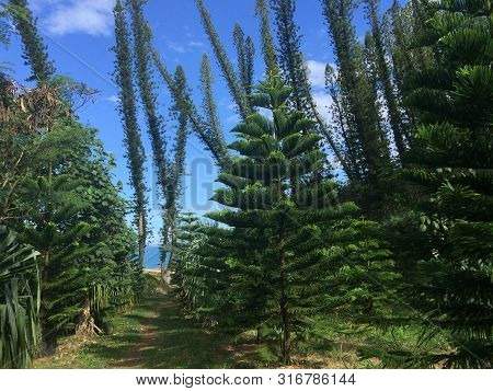 Araucaria Columnaris - New Caledonia Pine Trees Forest With Blue Sky In Background