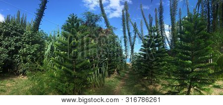 Araucaria Columnaris - New Caledonia Pine Trees Growing In Forest
