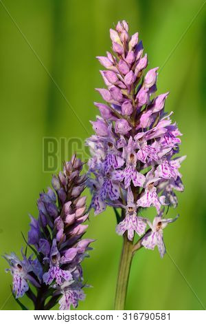 Two Common Spotted Orchids In Bloom (dactylorhiza)