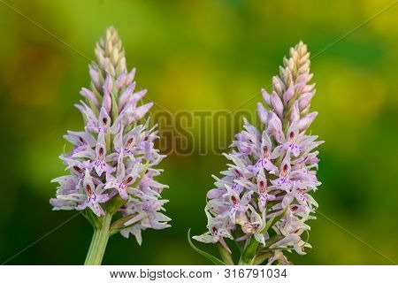 Close Up Of Two Common Spotted Orchids In Bloom (dactylorhiza)