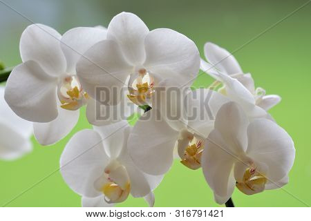Close Up Of A Cluster Of White Orchids