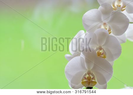 Close Up Of A Cluster Of White Orchids