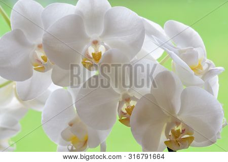 Close Up Of A Cluster Of White Orchids