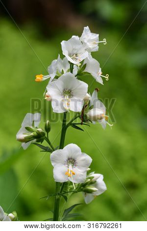 Close Up Of A Polemonium Caeruleum Flower In Bloom With A Green Background