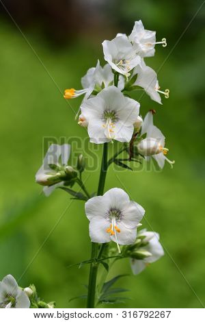Close Up Of A Polemonium Caeruleum Flower In Bloom With A Green Background