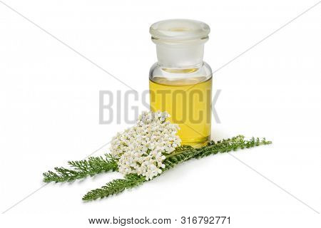 Bottle of yarrow oil and fresh white Common yarrow flowers isolated on white background