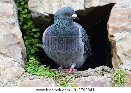 Portrait Of A Common Pigeon (columba Livia) Perching In A Hole In A Wall