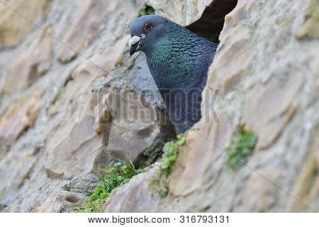 Close Up Of A Common Pigeon (columba Livia) Looking Out Of A Hole In A Wall