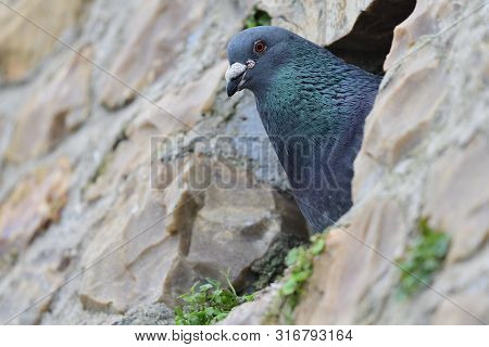 Common Pigeon (columba Livia)
