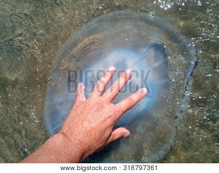 Jellyfish Rhizostoma Root Rope, Thrown To The Shore Of The Sea. Dead Jellyfish. Jellyfish In The Han