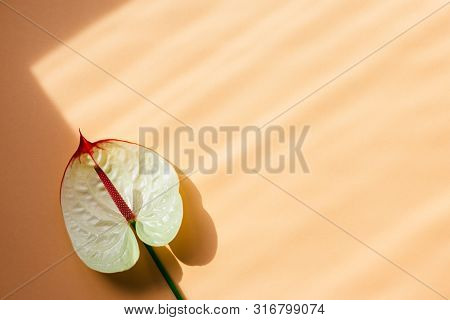 Amazing Tropical Anthurium Flower On Peach Pink Pastelbackground. Place For Text. Top Color Fall-win