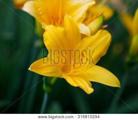 Beautiful Yellow Flowers Daylilies Closeup On Green Background. Blooming Hemerocallis Lilioasphodelu