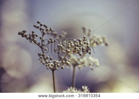 Meadowsweet On Pastel Purple Background With Bokeh. Beautiful Purple Floral Summer Background. White
