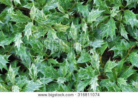 Seamless Holly Texture. Green Holly Tree Leaves