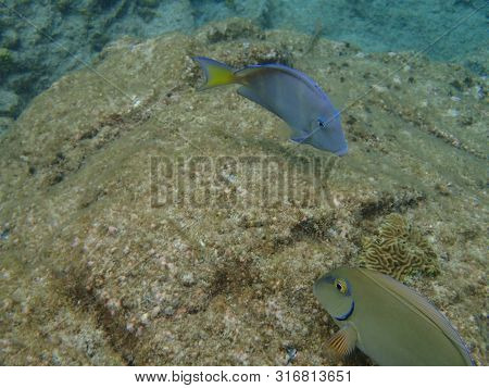 Blue Tang Eating Growth Off Of Rock And Coral Reef.
