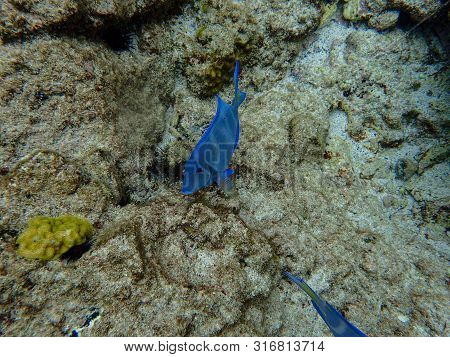 Blue Tang Eating Growth Off Of Rock And Coral Reef.