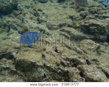 Blue Tang Eating Growth Off Of Rock And Coral Reef.