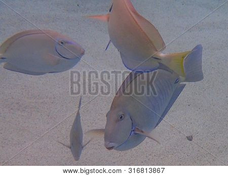 An Underwater Photo Of An Ocean Surgeonfish Swimming Along The Sandy Bottom Of The Ocean.