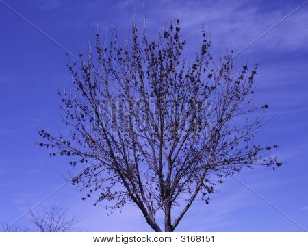 Tree_Silhouette