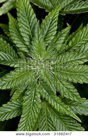 Marijuana Plant Viewed Up Close