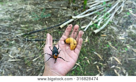 Red Palm Weevil On Hand,eat All Kinds Of Young Trees.