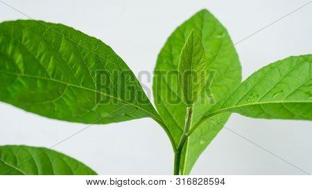 Gymnanthemum Extensum Leaves​ Isolated​ On​ White​ Background​.
