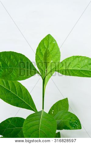 Gymnanthemum Extensum Leaves​ Isolated​ On​ White​ Background​.