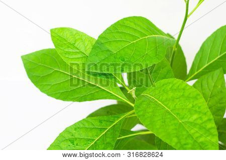 Gymnanthemum Extensum Leaves​ Isolated​ On​ White​ Background​.