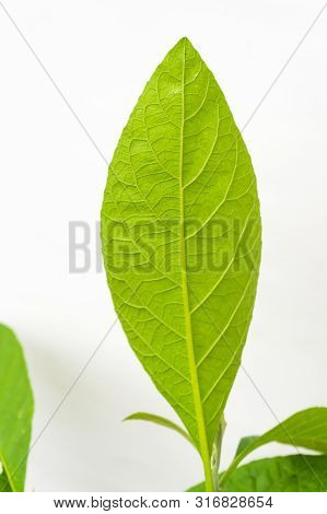 Gymnanthemum Extensum Leaves​ Isolated​ On​ White​ Background​.