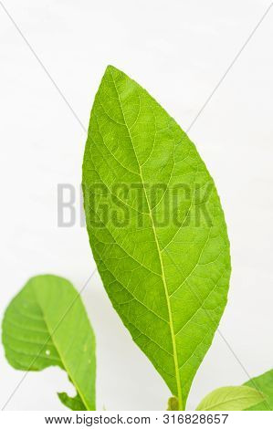Gymnanthemum Extensum Leaves​ Isolated​ On​ White​ Background​.